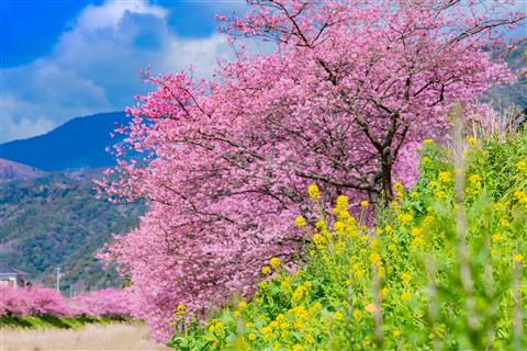【2/5〜3/8出発】河津桜